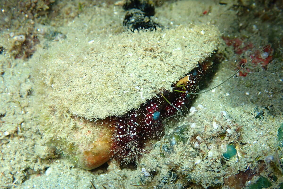 Image of Bluespot maroon hermit crab