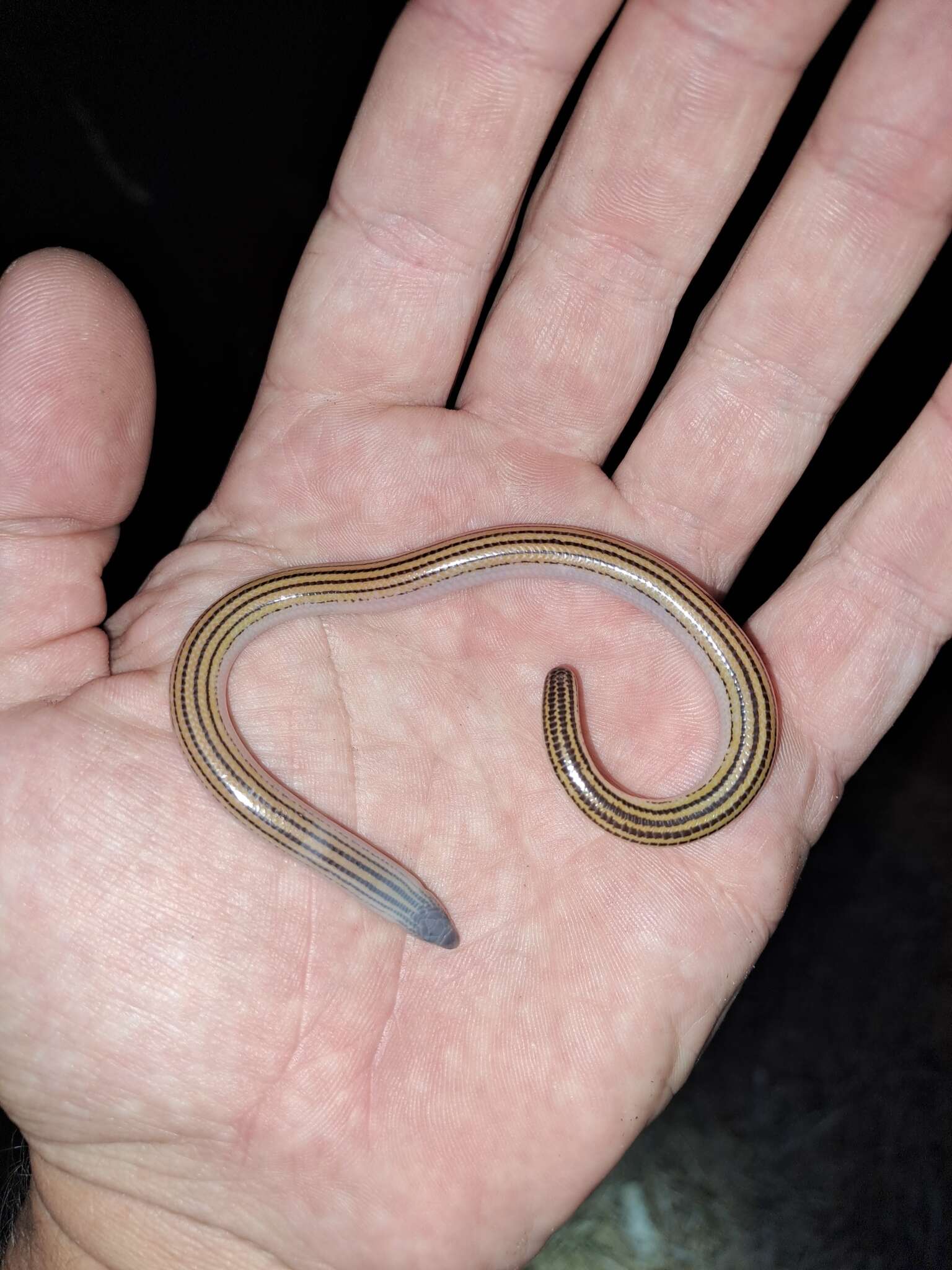 Image of Linnaeus' Lance Skink