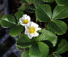 Image of beach strawberry