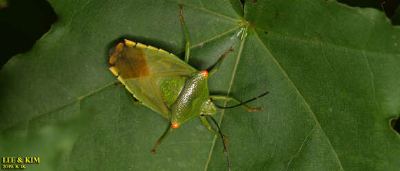 Acanthosoma labiduroides Jakovlev 1880 resmi