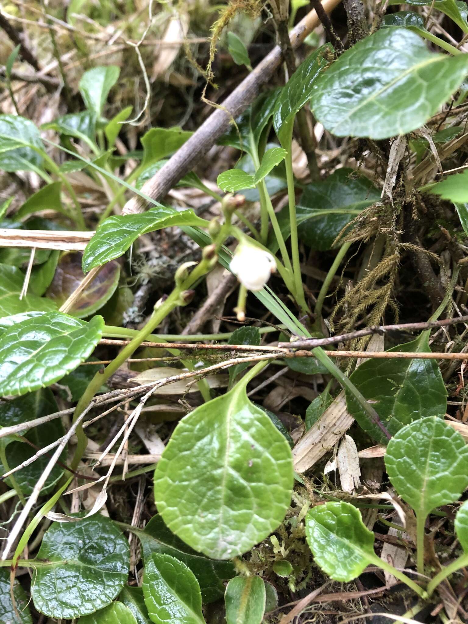 Image of Pyrola morrisonensis (Hayata) Hayata