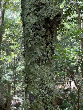 Image of Diospyros laurina (R. Br.) Jessup