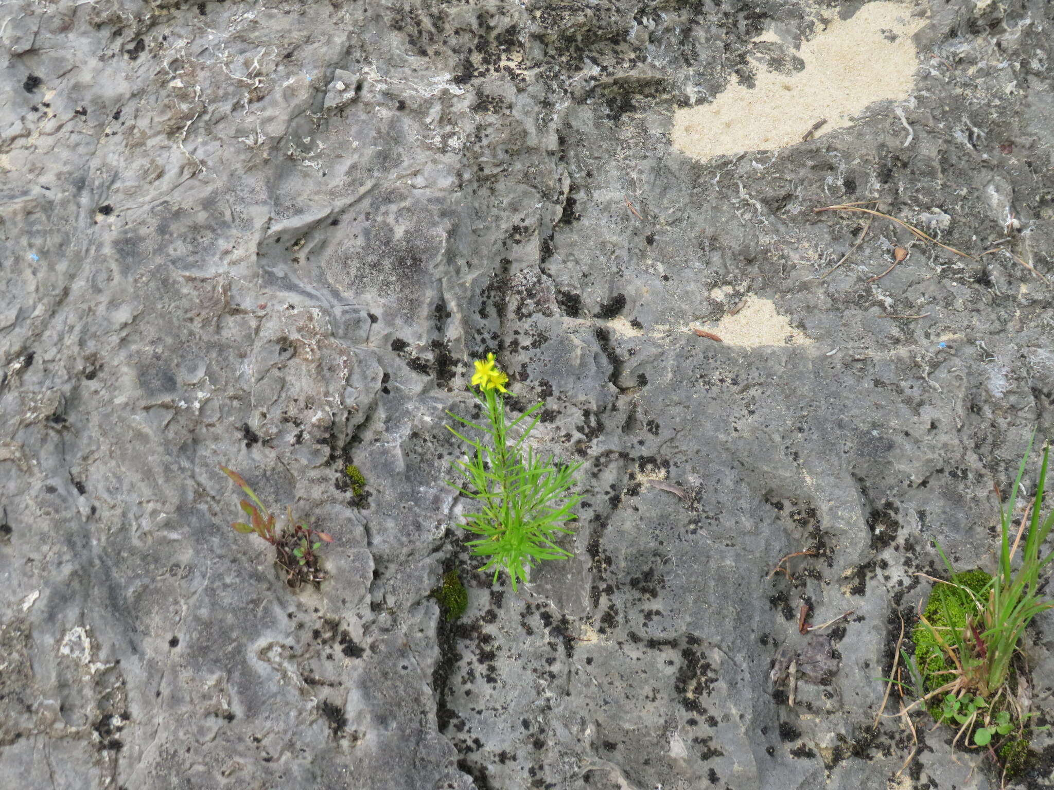 Image of Hypericum densiflorum var. interior (Small) Sorrie & Weakley