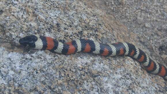 Image of California Mountain Kingsnake