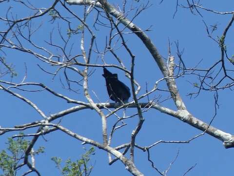 Image of Plumbeous Kite