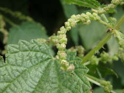 Image of Urtica morifolia Poir.