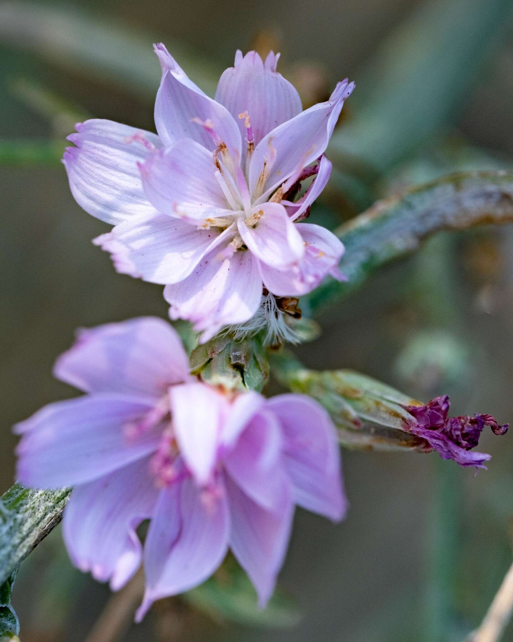 صورة Stephanomeria occultata