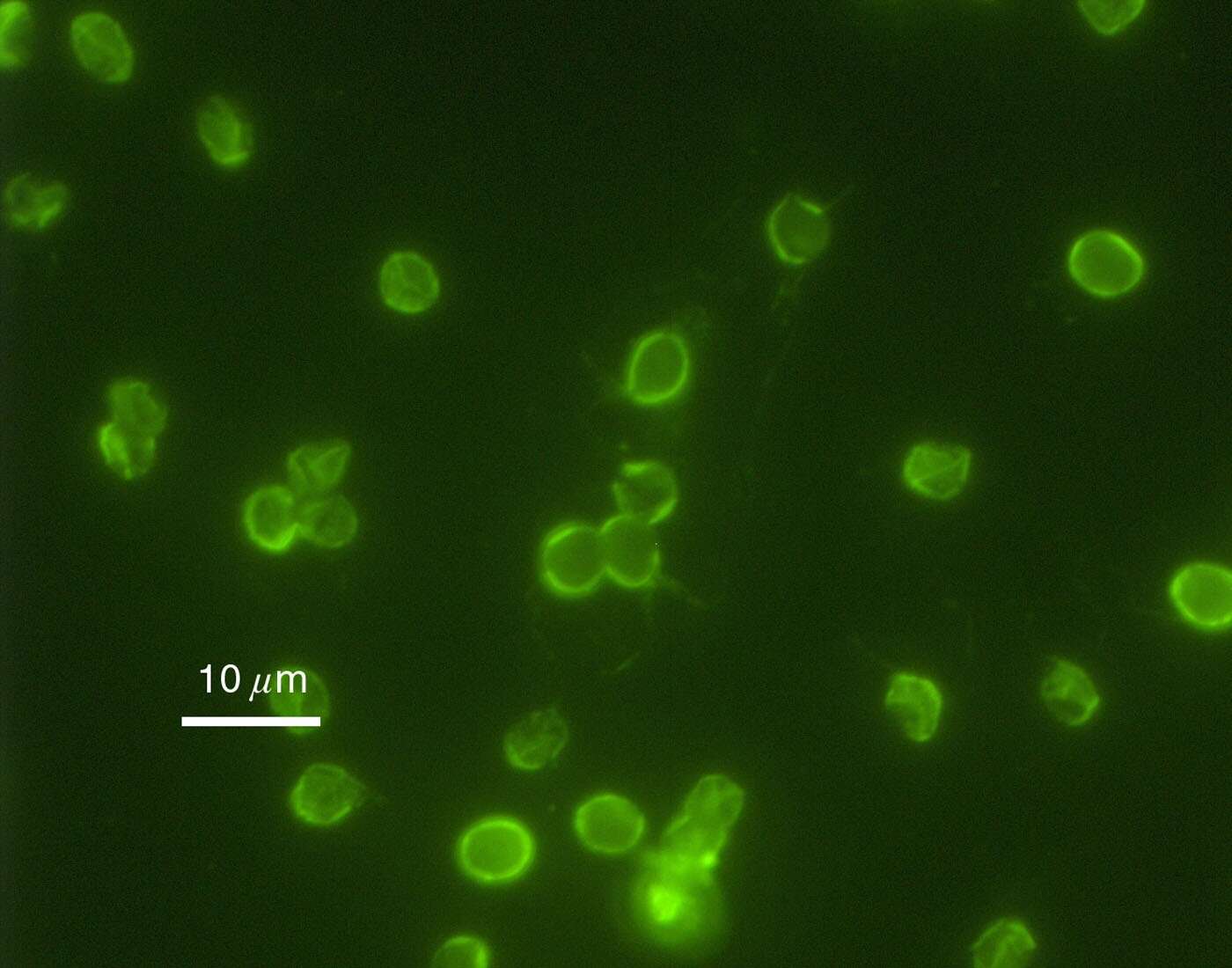 Image de Cryptosporidiidae