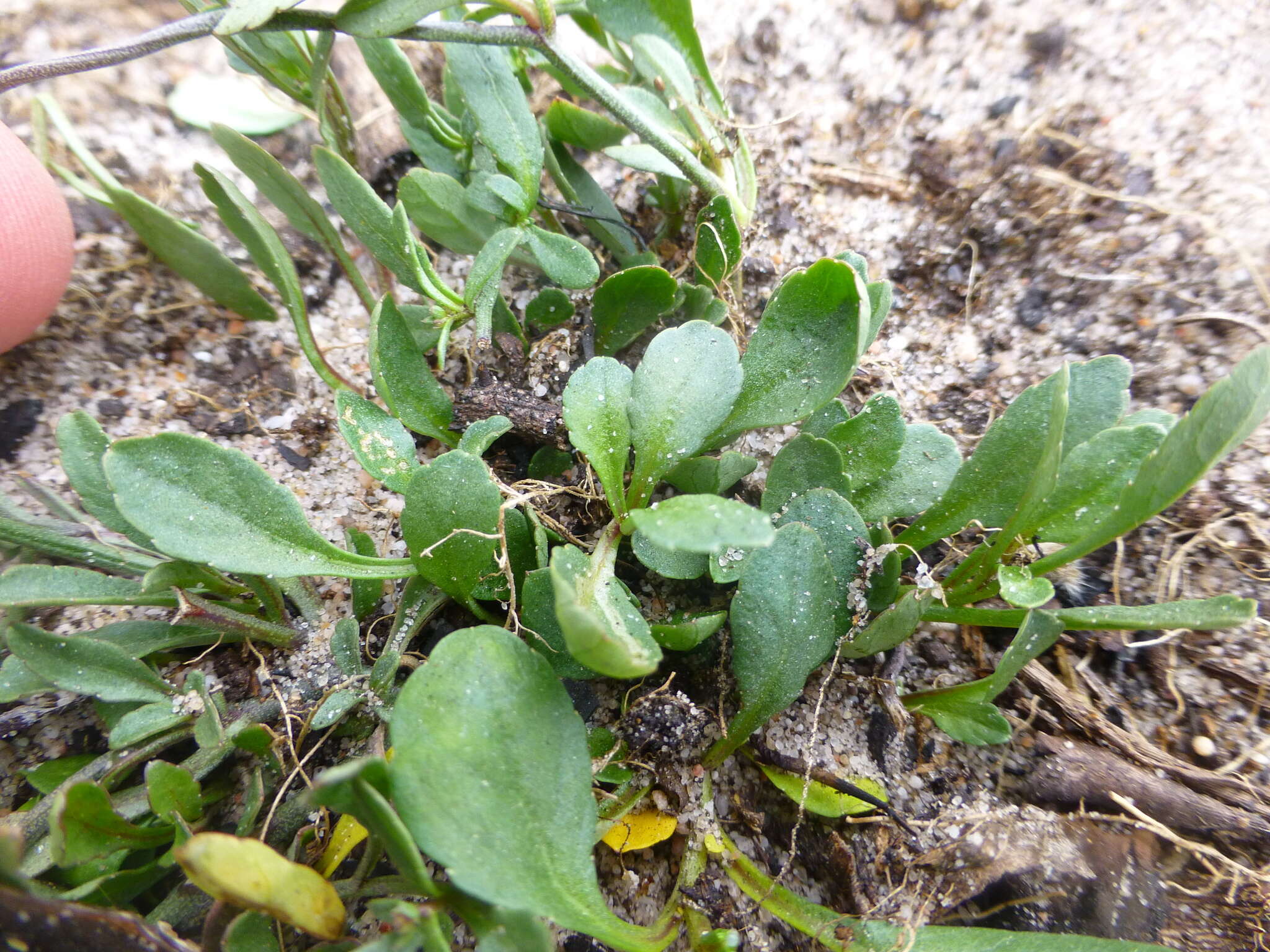 Cyphia crenata var. crenata resmi