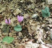 Image of cyclamen