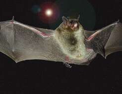 Image of Gray Myotis