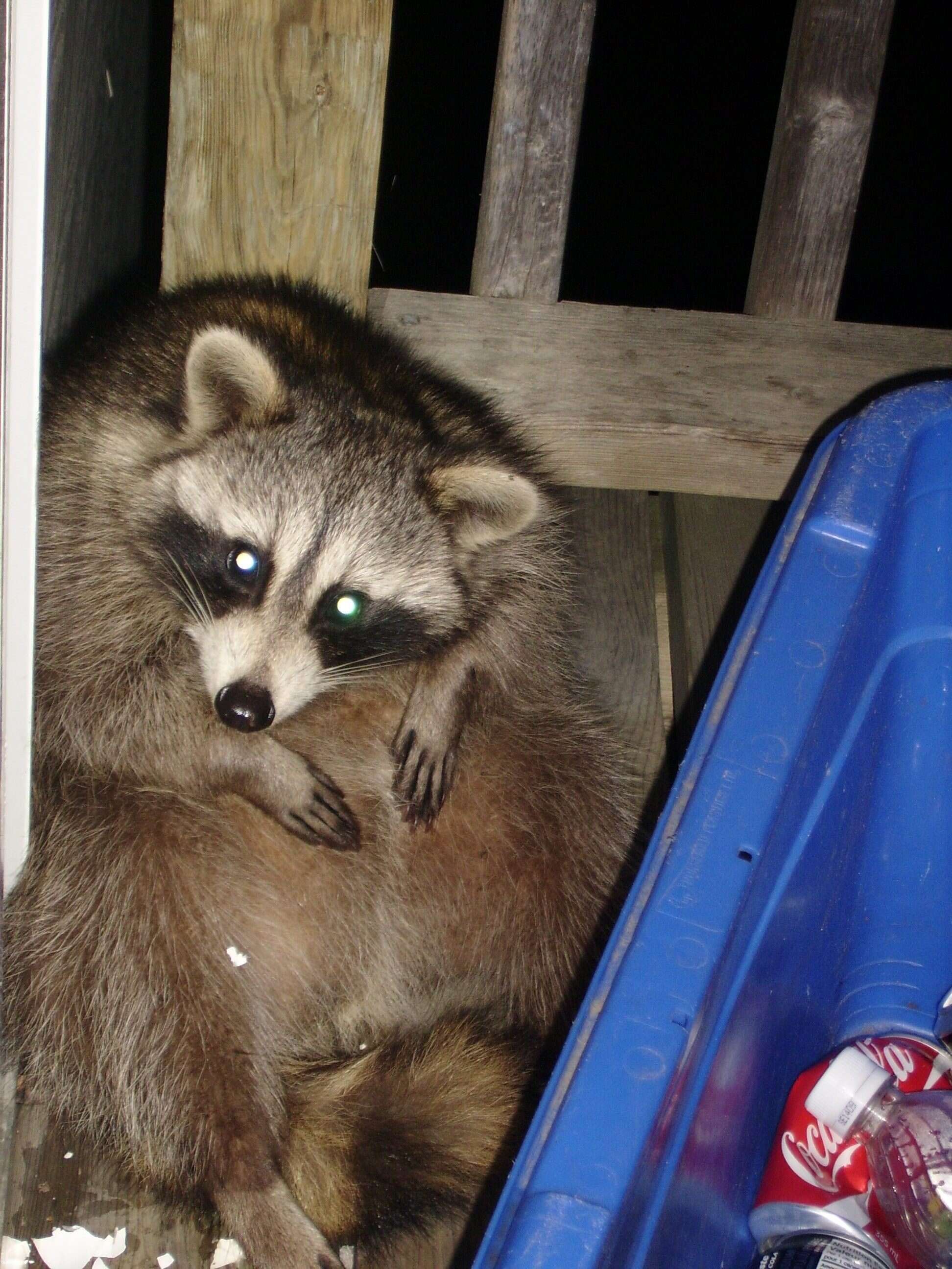 Image of raccoons