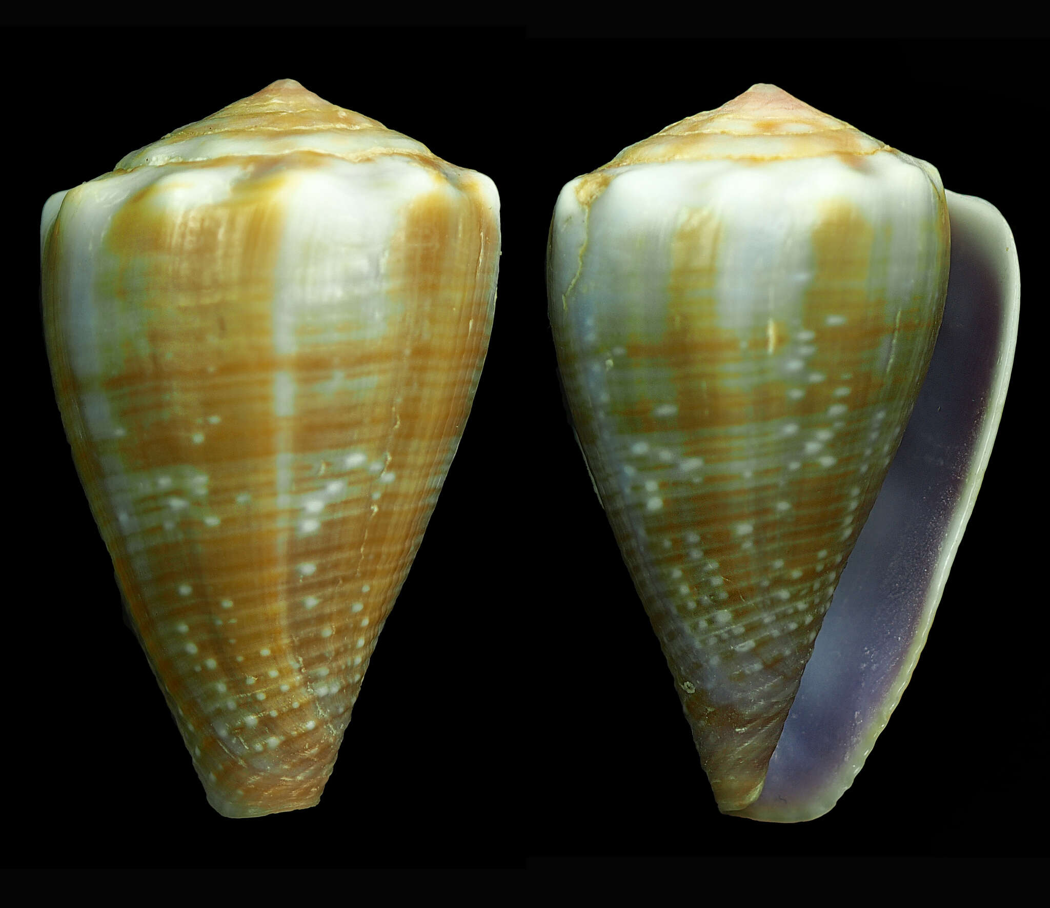 Image de Conus balteatus G. B. Sowerby I 1833