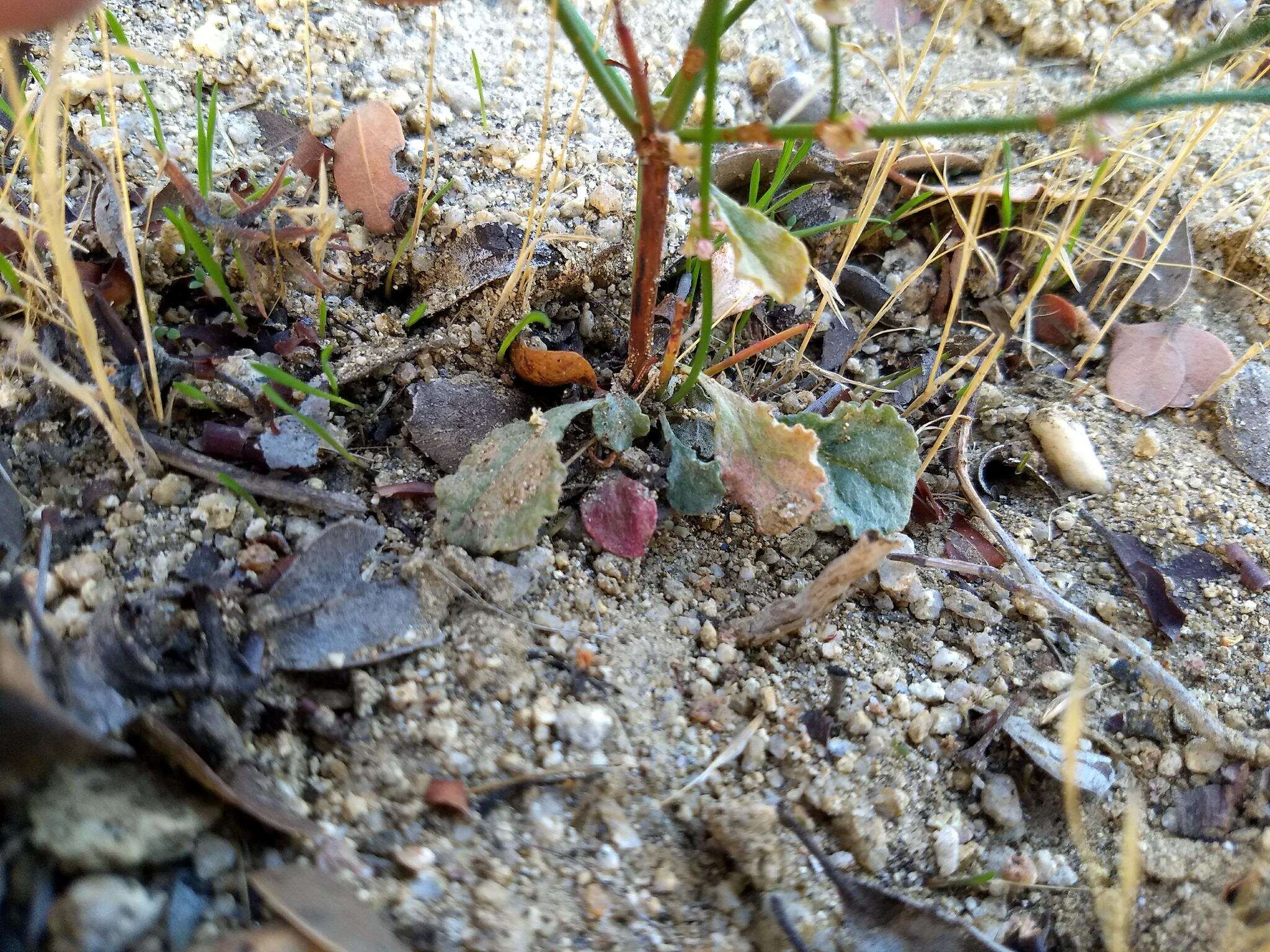 Image of Davidson's buckwheat