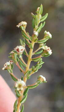 Image of Phylica parviflora Berg.