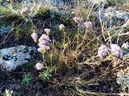 Image of Dianthus pseudarmeria M. Bieb.