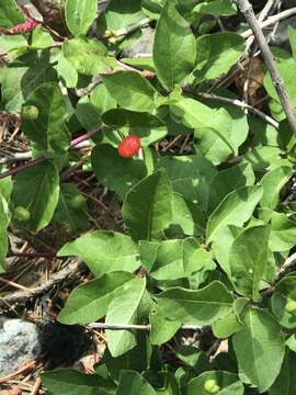 Image of purpleflower honeysuckle