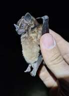 Image of Velvety Fruit-eating Bat