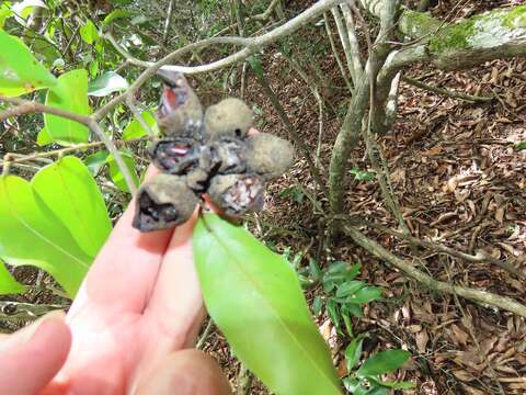 Imagem de Uvaria lucida subsp. virens (N. E. Br.) Verdc.