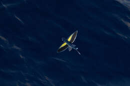 Image of Abe&#39;s flyingfish