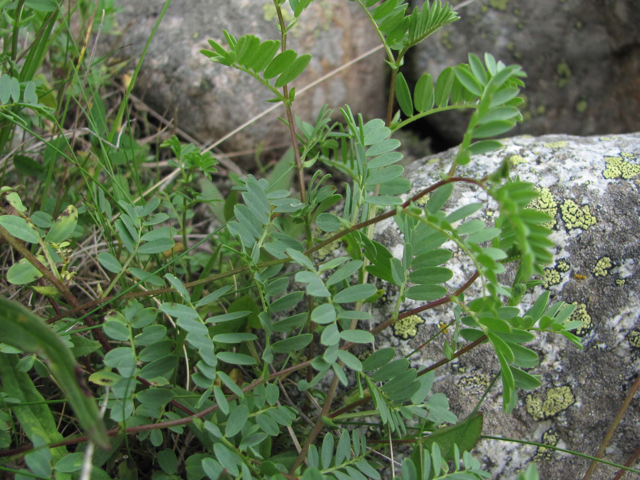 Image de Vicia sosnowskyi Ekvtim.