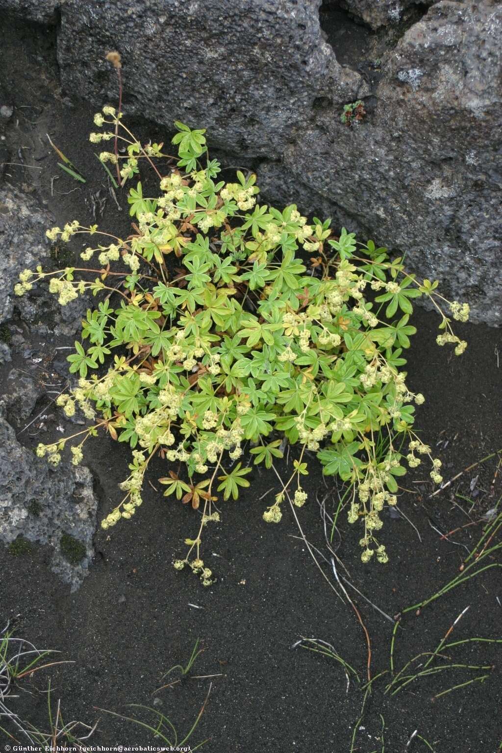 Image of Alpine Lady's-mantle