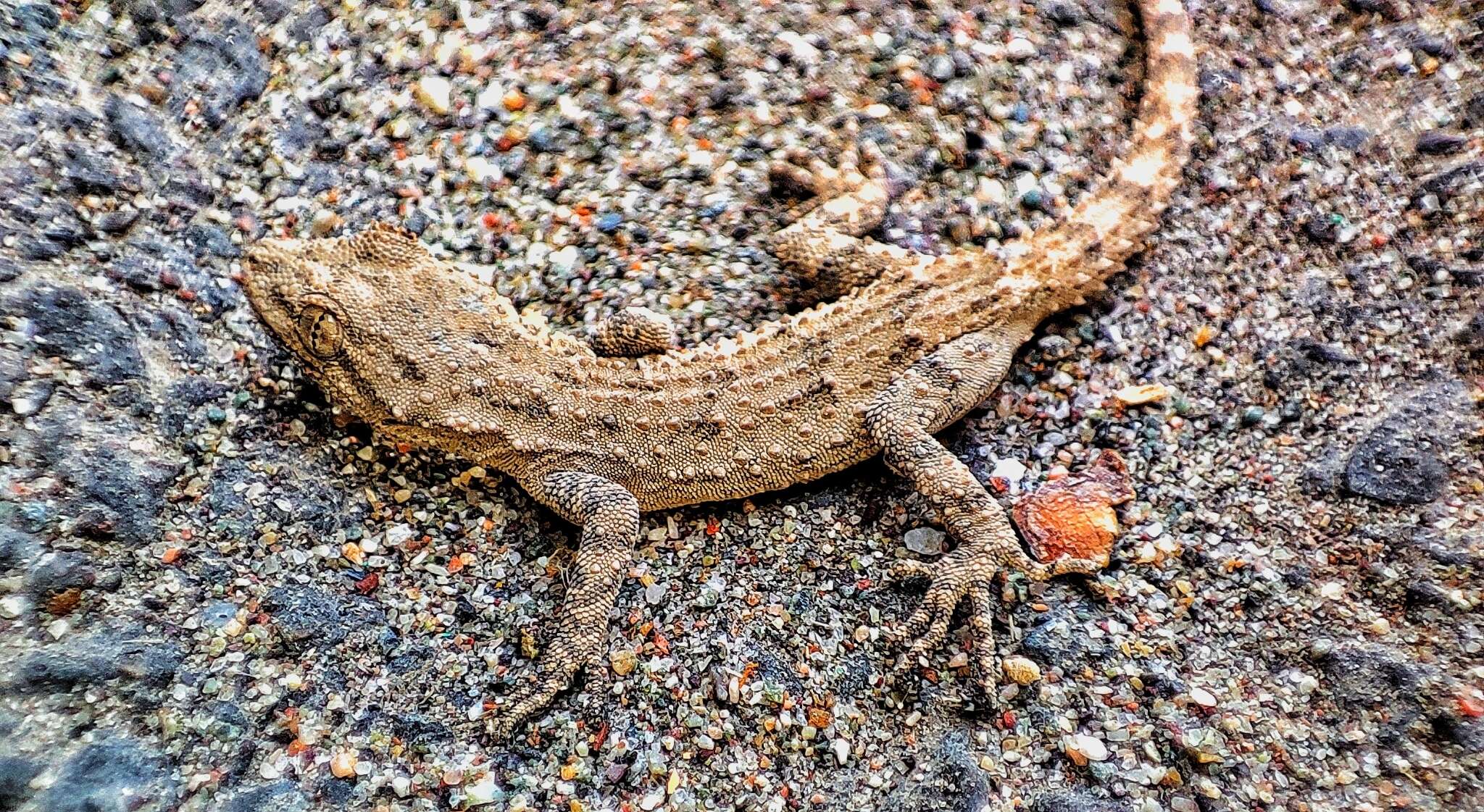 Image of Mediodactylus russowii (Strauch 1887)