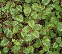 Imagem de Lamium galeobdolon (L.) L.