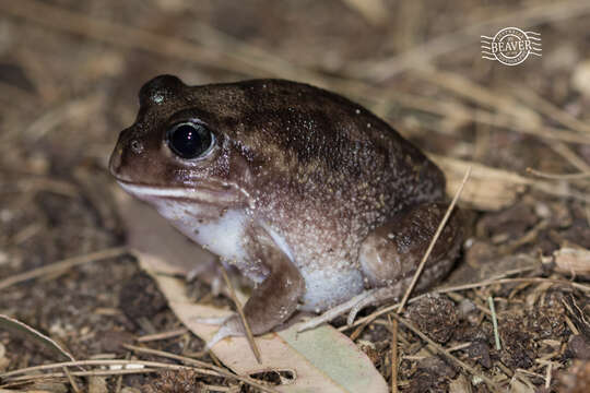 Image of Moaning Frog