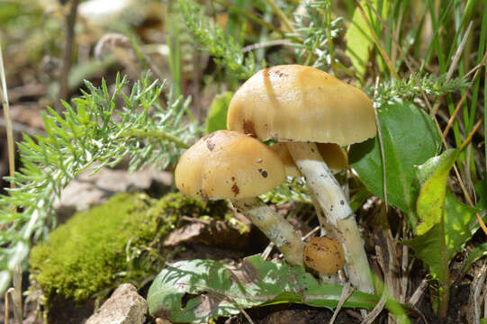 Image of Psilocybe mescaleroensis Guzmán, Walstad, E. Gándara & Ram.-Guill. 2007