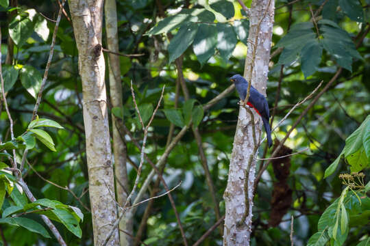 Image of Black-tailed Trogon