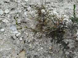 Image of Lobelia gypsophila T. J. Ayers