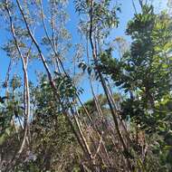 Image of yellow-top mallee-ash