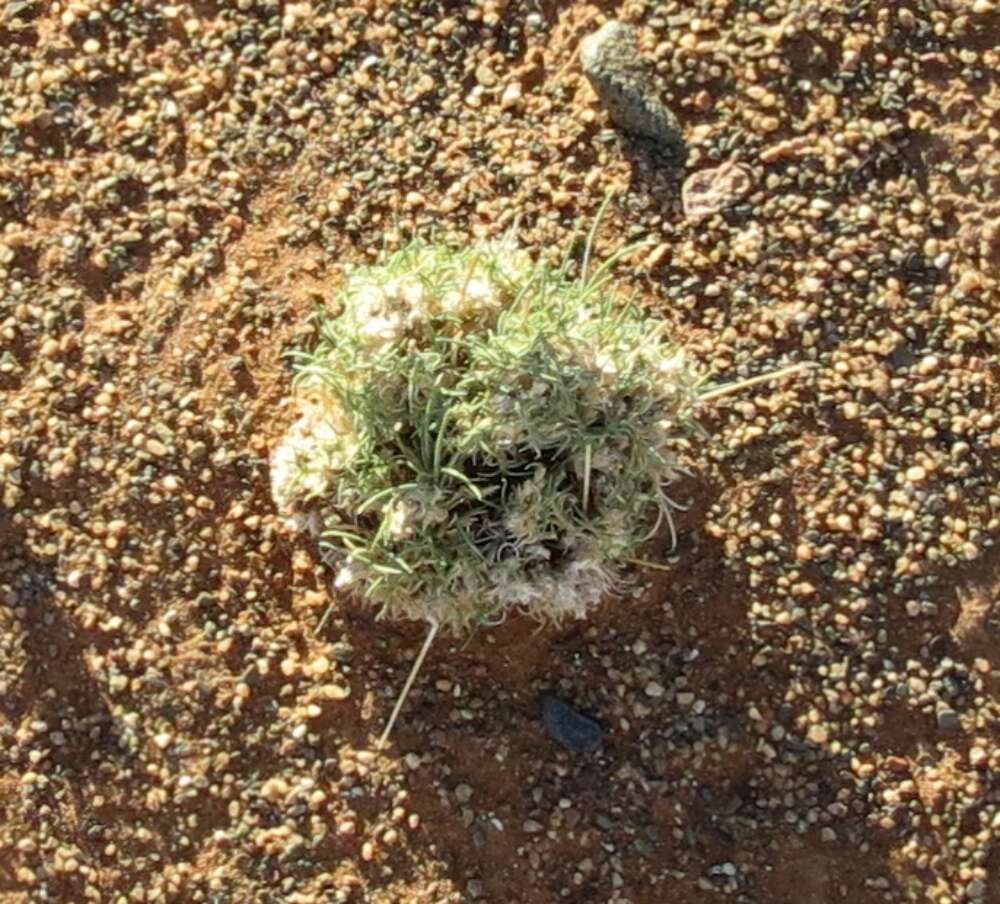 Image of Stipagrostis obtusa (Delile) Nees