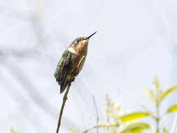 Image of Rufous-shafted Woodstar