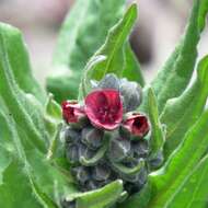 Plancia ëd Cynoglossum officinale L.