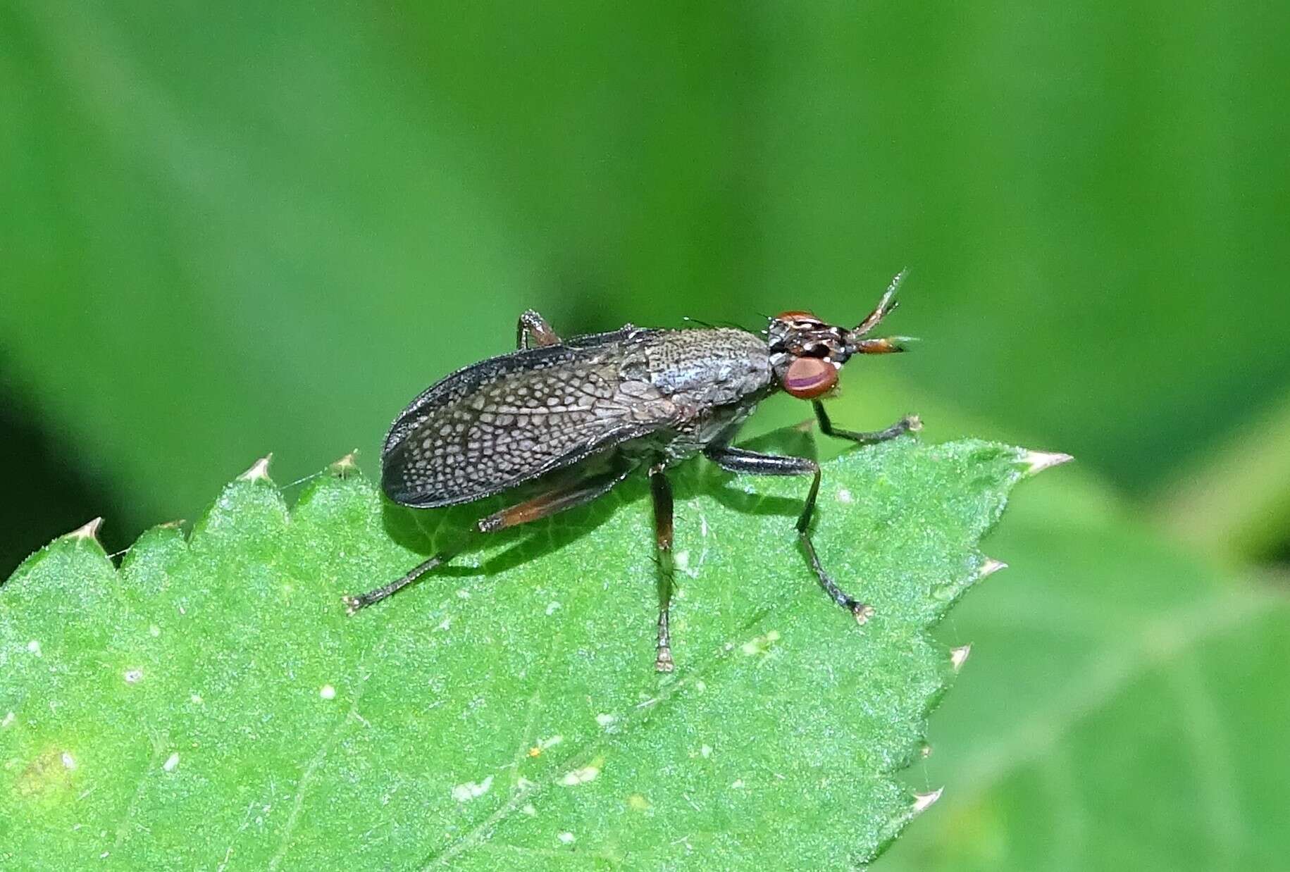 Image of Coremacera marginata (Fabricius 1775)