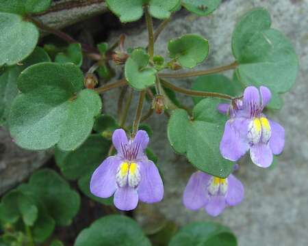 Image de Cymbalaria pallida (Ten.) Wettst.