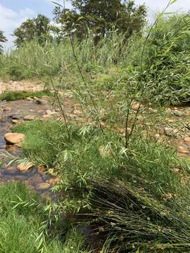 Image of Salix mucronata subsp. mucronata