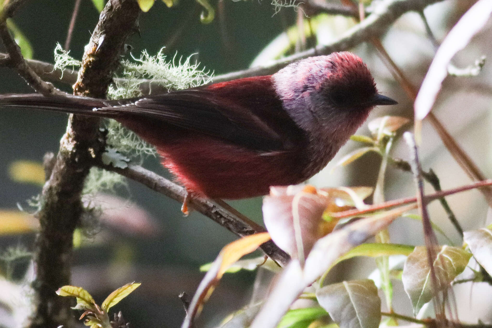 Image of Pink-headed Warbler