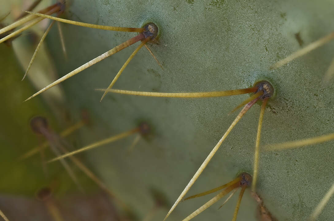 Opuntia pyrocarpa Griffiths的圖片