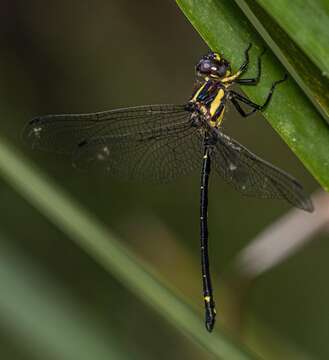 Image of Variable Tigertail