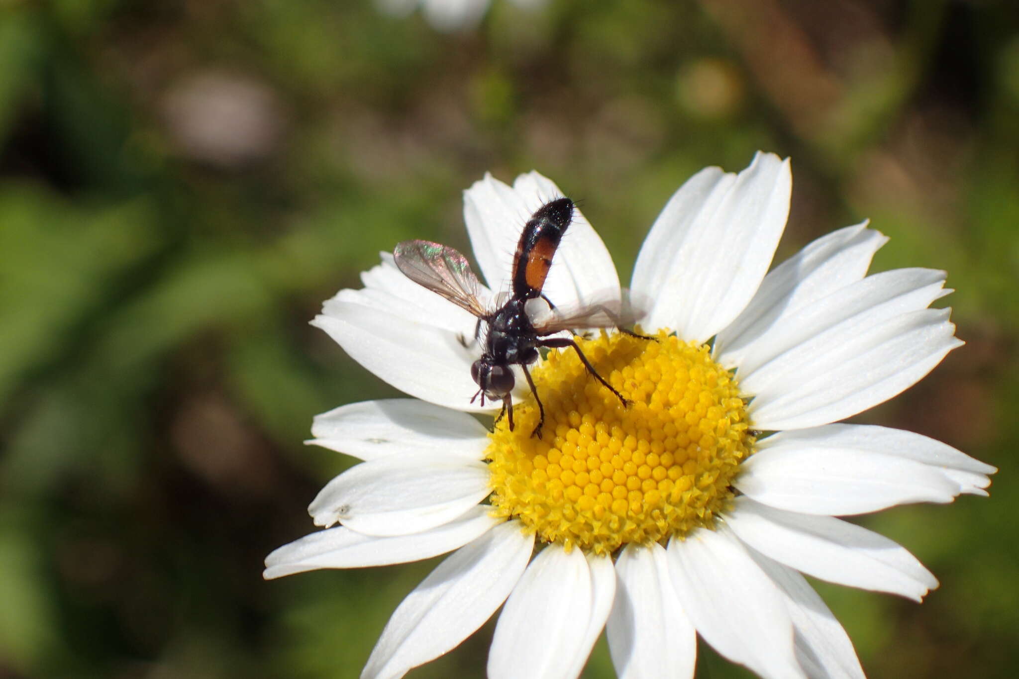 Image of Cylindromyia interrupta (Meigen 1824)