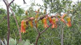 Image of Cotyledon velutina Hook. fil.