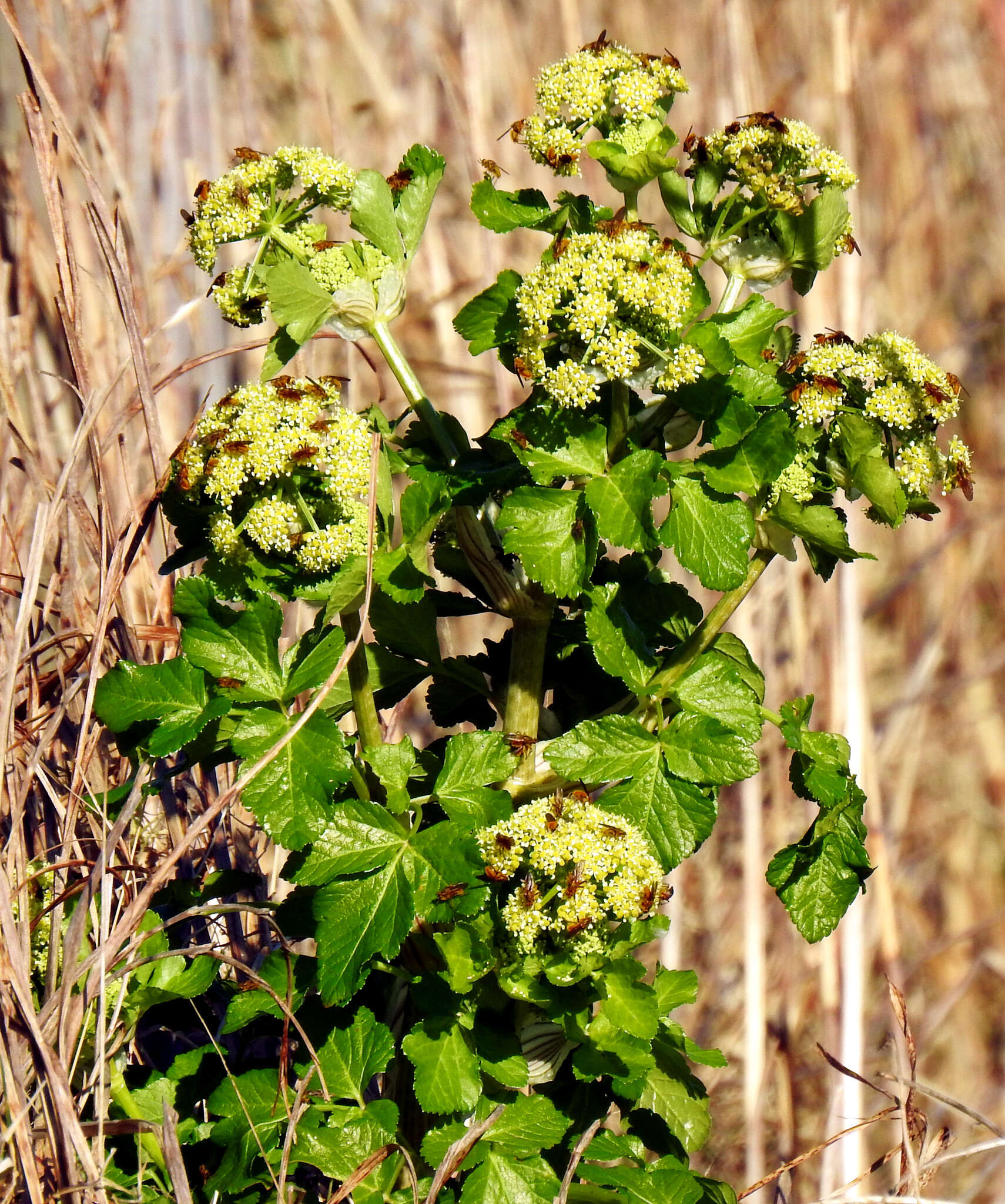 Image of Alexanders