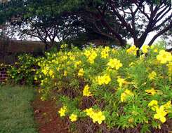 Image of golden trumpet