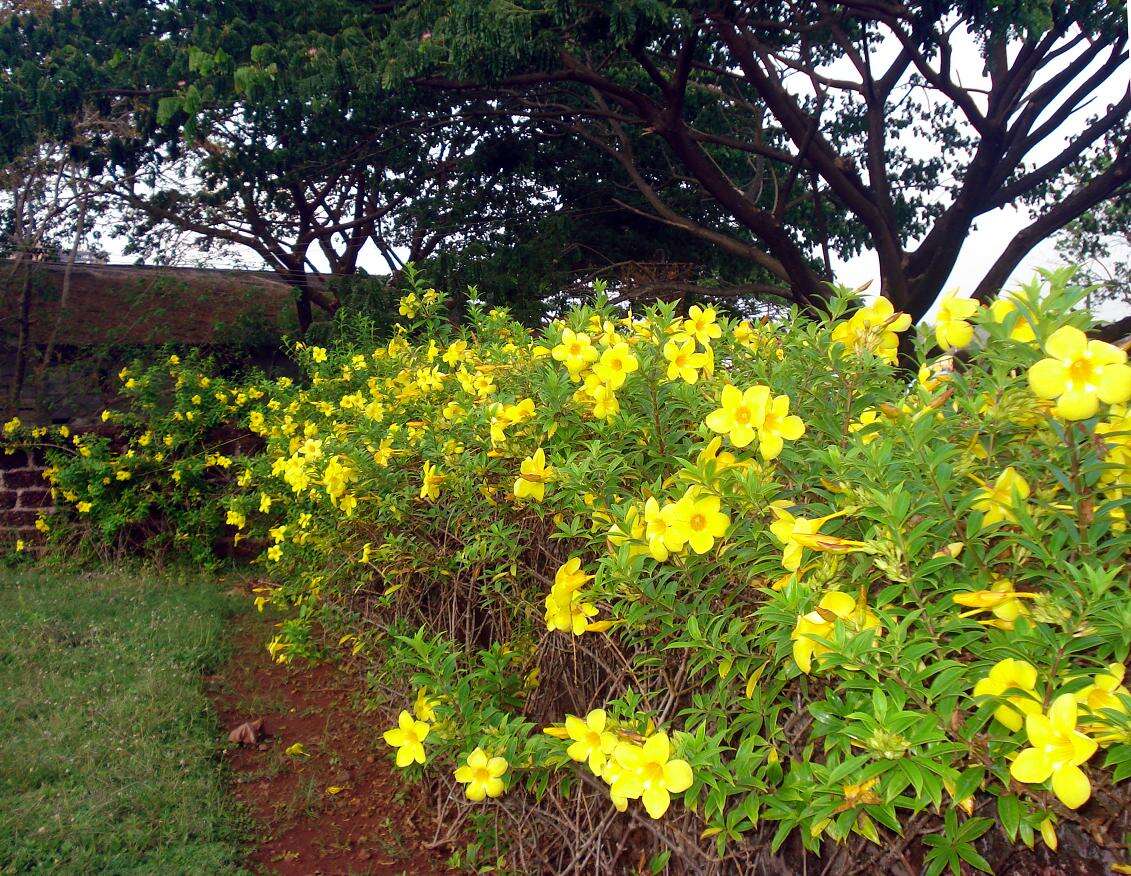 Image of golden trumpet