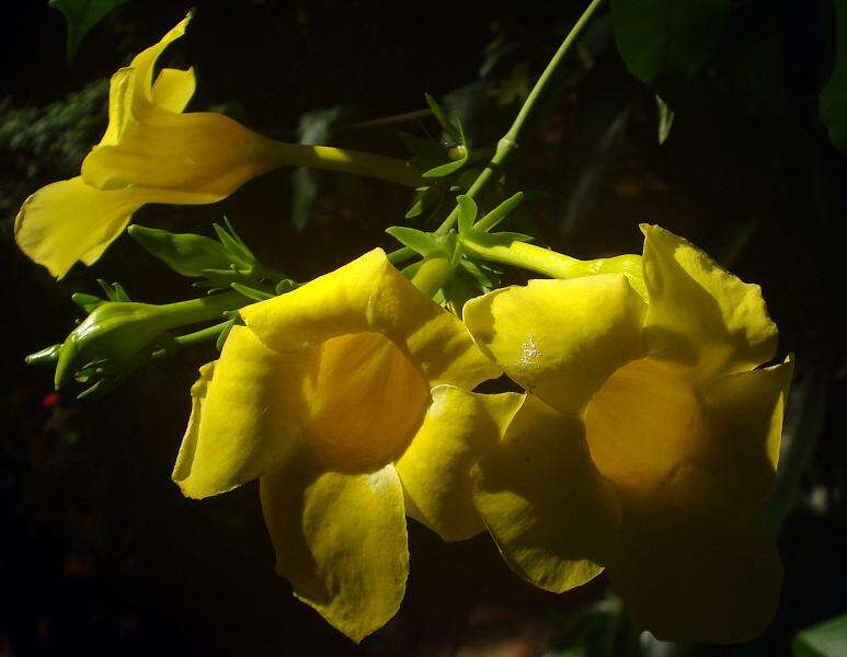 Image of bush allamanda