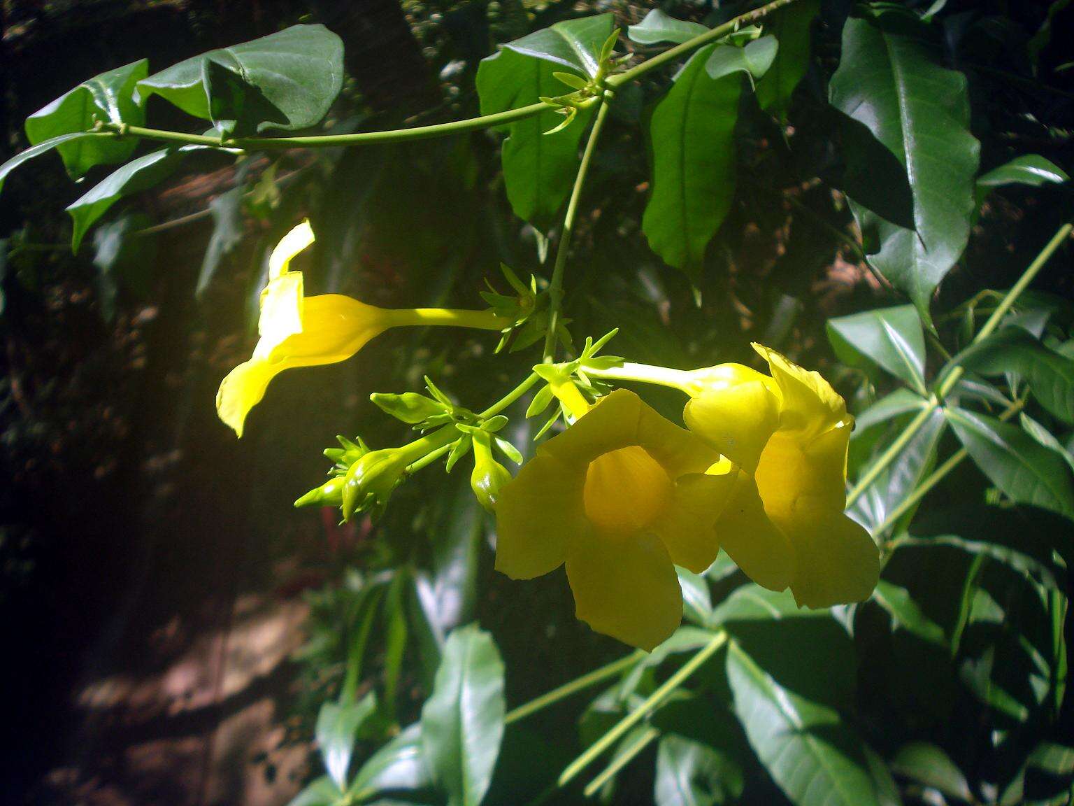 Image of bush allamanda