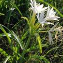 Imagem de Crinum flaccidum Herb.